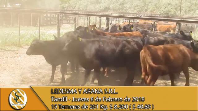 08-02-18 Venta de Hembras - Ledesma y Arana S.R.L. - Tandil. смотреть онлайн