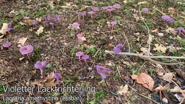 Violetter Lacktrichterling, Laccaria amethystina & Braunroter Lacktrichterling, Laccaria proxima смотреть онлайн