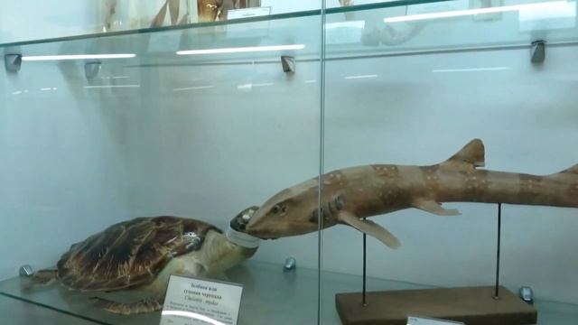 ВЛАДИВОСТОК . Морской музей смотреть онлайн
