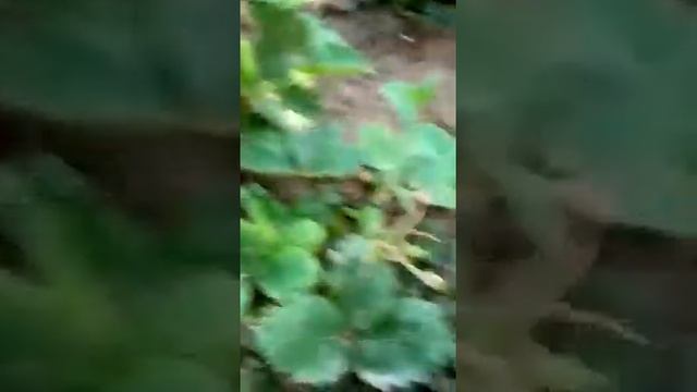 Зелёный богомол! смотреть онлайн
