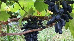 Кишмиш Алиса в стране чудес, Рататуй, Аватар на 19 сентября 2021.