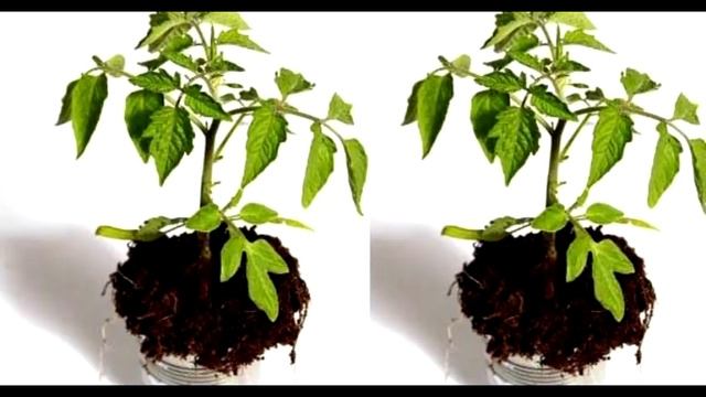 Подкормите этим рассаду томатов, чтобы получить здоровую и толстую рассаду . смотреть онлайн