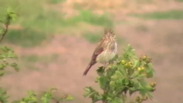 Linnet - Panasonic SDR-S26 70x zoom смотреть онлайн