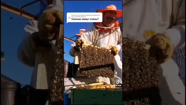 Сколько живёт пчела смотреть онлайн