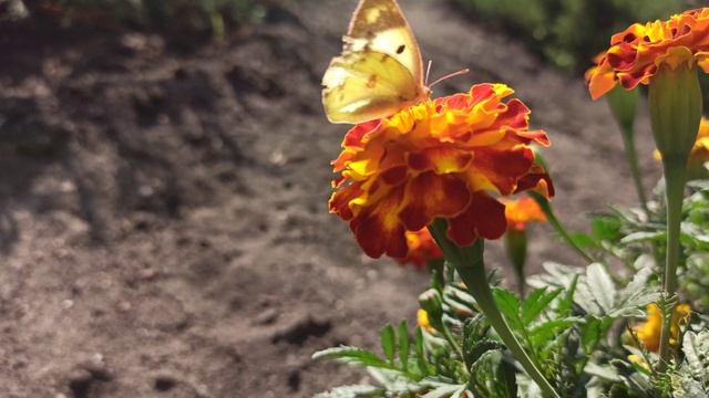 ЖЕЛТУШКА ЛУГОВАЯ (жёлтая бабочка видео) смотреть онлайн