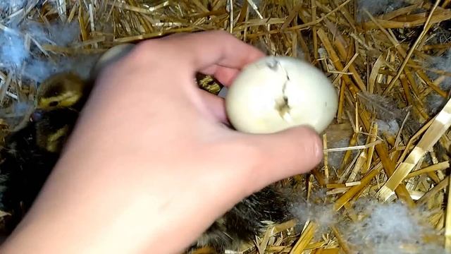 Вылупление утят..От А до Я