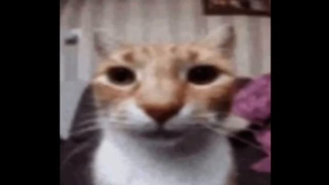 low quality video of an angry cat with the roblox angry sound effect смотреть онлайн