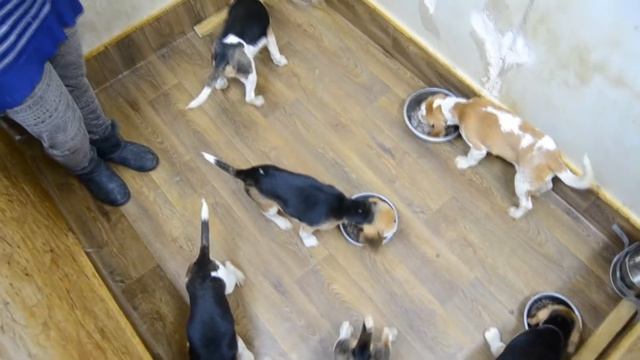 Завтрак щенков Биглей!!!Кормление Биглей. смотреть онлайн