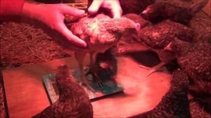 цыплята доминанты, вес в возрасте 2 месяца