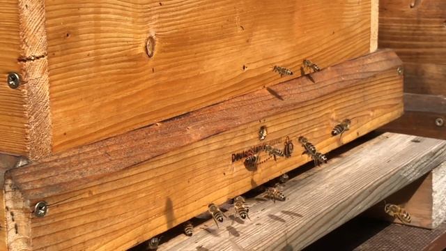 СРЕДНЕРУССКАЯ ПЧЕЛА! смотреть онлайн