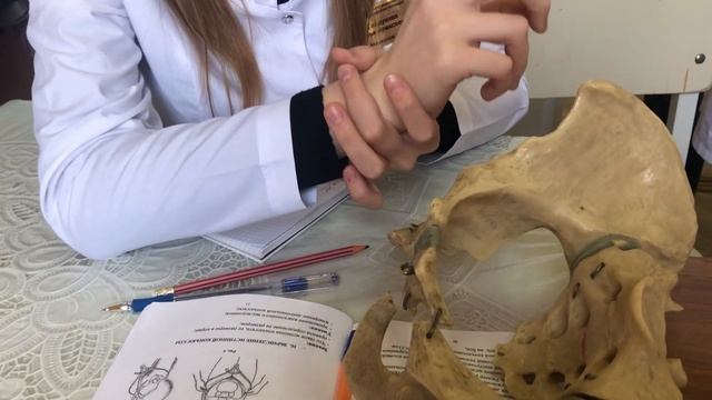 Плоскости и размеры женского таза(на русском языке !?) смотреть онлайн