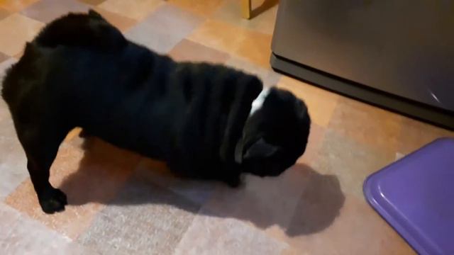 Мопс гавкает смотреть онлайн