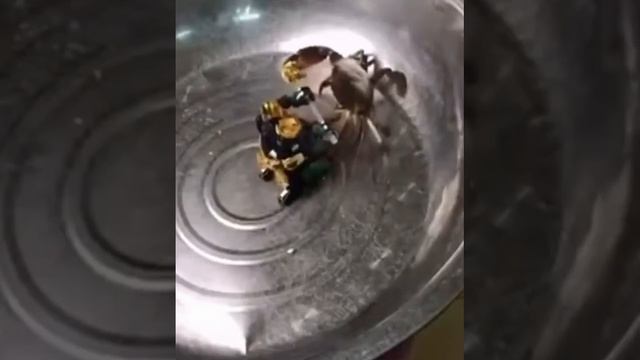 Драка краба с роботом