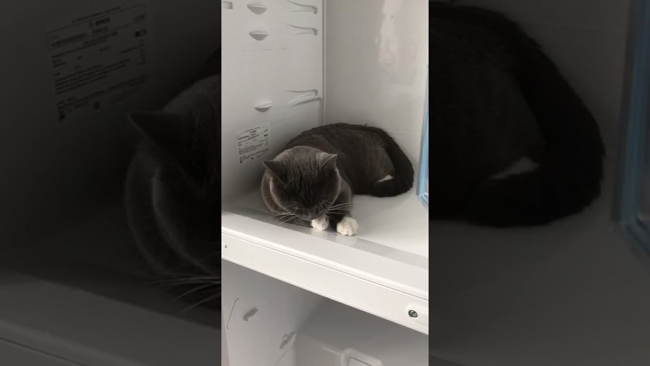 Холодильник после разморозки!)))))