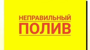 У Бальзамина опадают бутоны. Что делать?