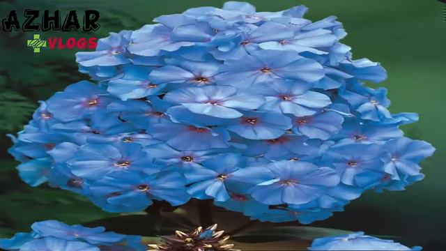 phlox flower-Amazing and most beautiful Phlox flowers pictures-care | Winter Flowering plant #phlox смотреть онлайн