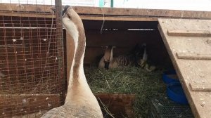 Первый вывод гусят у молодой гусыни.