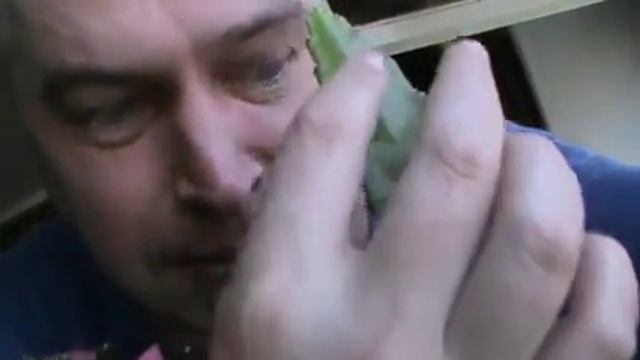 Цветёт розовый кактус летом смотреть онлайн