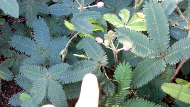Чувствительное растение - Mimosa pudica - Sesitive Plant - Мімоза сором'язлива смотреть онлайн