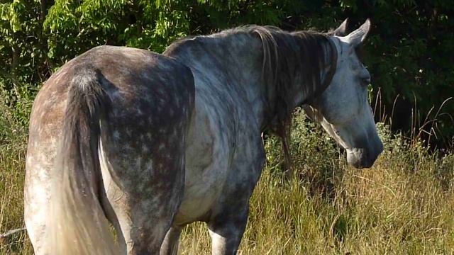 ФУТАЖИ ДЛЯ МОНТАЖА. Красивая серая в яблоках лошадь смотреть онлайн