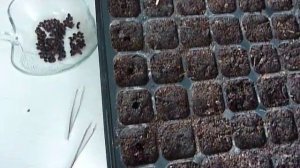 Как посеять маракуйю дома- все просто и доступно.