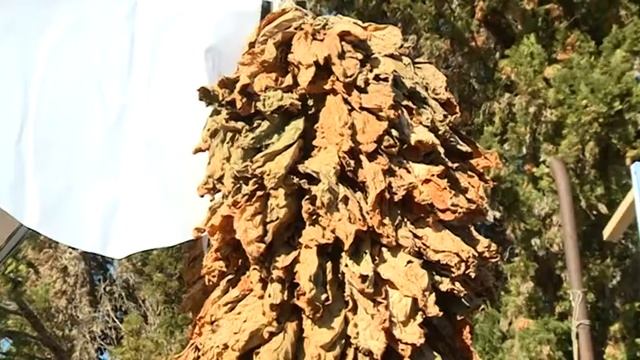 Торжество урожая, истории и культуры