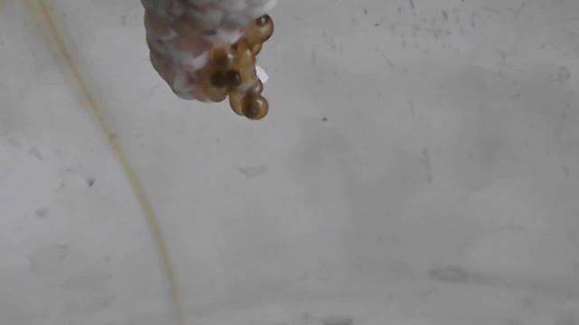 рождение ампулярий