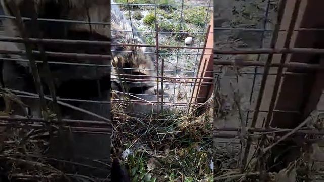 Енот против кошки смотреть онлайн