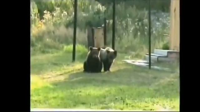 Каргасок -медвежий мыс Томской области смотреть онлайн