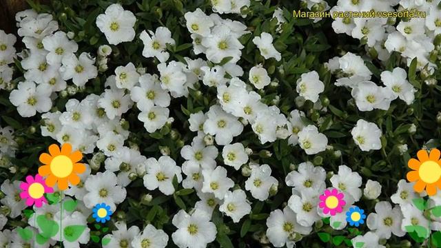 Гипсофила ясколковидная. Краткий обзор, описание характеристик gypsofila cerastoides смотреть онлайн