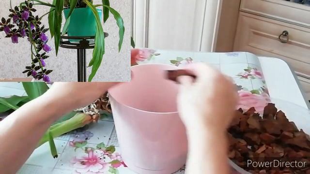 Пересадка Орхидеи Зигопеталум, убегающей из горшка)).Быстрая пересадка!/ПЕРЕСАДКА ОРХИДЕИ пошагово. смотреть онлайн