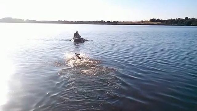 Собачья верность.A dog swims behind a boat owner. смотреть онлайн