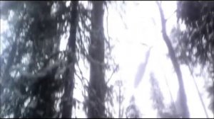 Заготовка леса.  Заезд в новую делянку.