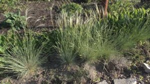 Ковыль, лён и овсянница (всё из семян).