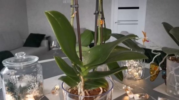 Вредители и болезни орхидей. Как лечить орхидею. Мой опыт.