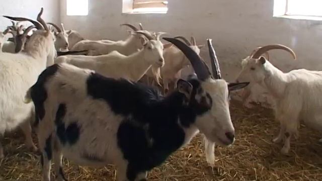 Козоводство в Украине I й производитель козьего молока смотреть онлайн