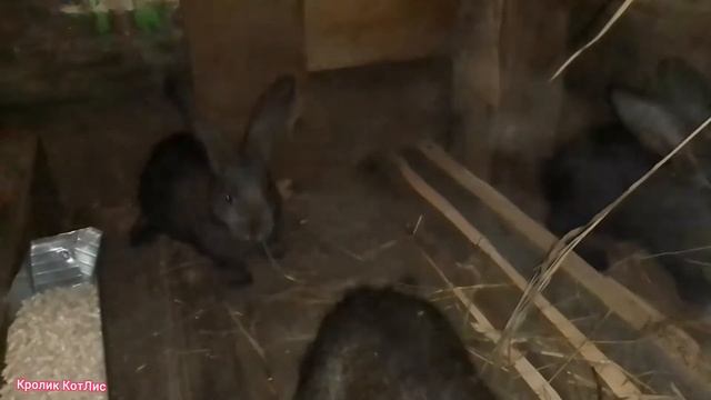 ОТСАДКА КРОЛЬЧАТ.КОГДА ОТСАЖИВАТЬ КРОЛЬЧАТ.Как отсаживать крольчат.ЧЕМ КОРМИТЬ маленьких КРОЛЬЧАТ. смотреть онлайн