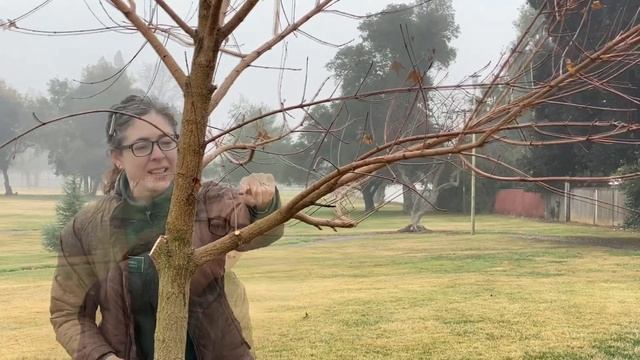 Попробуйте следующее, чтобы предотвратить повреждение коры при обрезке молодых деревьев | Drop cuts смотреть онлайн
