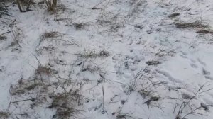 охота на зайца охота с пневматикой