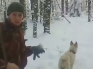 Охота на лося с лайками