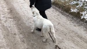 Дрессировка щенка алабая.