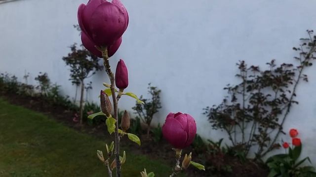 Magnolia "Black Tulip" ,Магнолія "Чорний тюльпан". смотреть онлайн