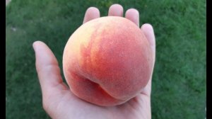 ПЕРСИК. ИДЕАЛЬНЫЕ СОРТА ДЛЯ СЕВЕРНЫХ РЕГИОНОВ