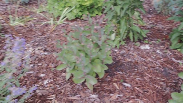 Garden Tour - Full Sun And Full Shade Beds - Mid-July | Serenity Now Garden