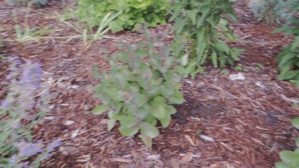 Garden Tour - Full Sun and Full Shade Beds - Mid-July | Serenity Now Garden