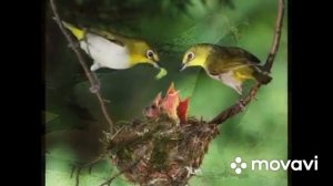 Как прекрасен этот мир посмотри 1972