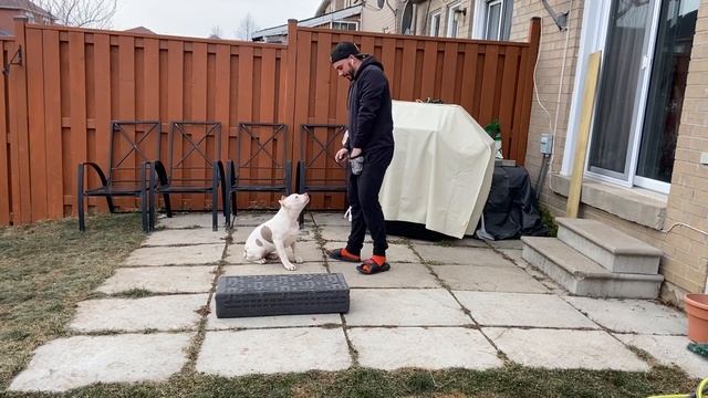 XL American Bully Puppy Training смотреть онлайн