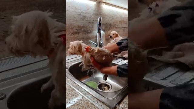 щенки золотистого ретривера. смотреть онлайн