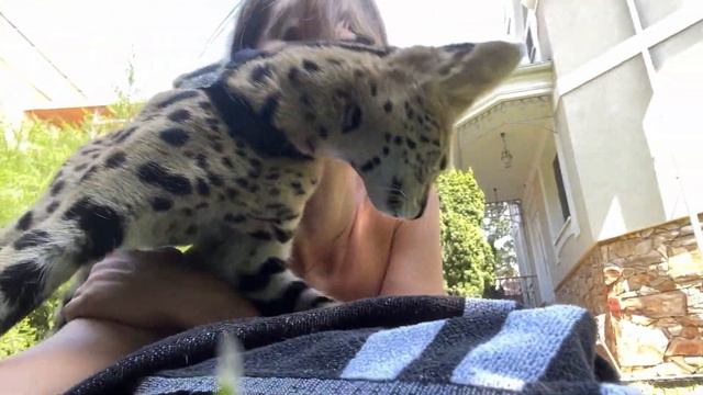 Загораем с сервалом 🌞🐆 Serval Cat Savannah Cat
