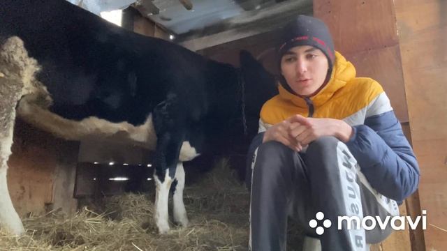 Кормление коровы перед отёлом. смотреть онлайн